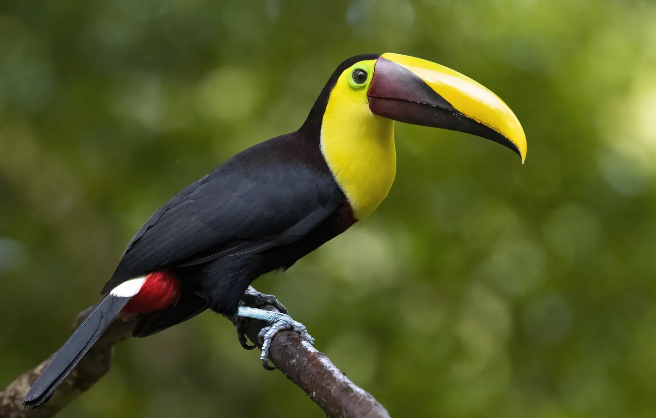 Photo wallpaper branches, bird, Toucan