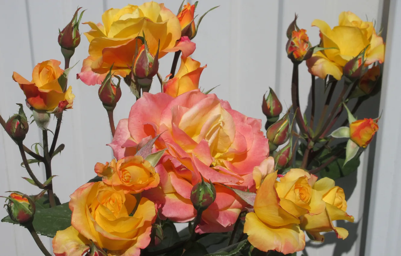Photo wallpaper Bush, Roses, Meduzanol ©, Summer 2018, Yellow-orange