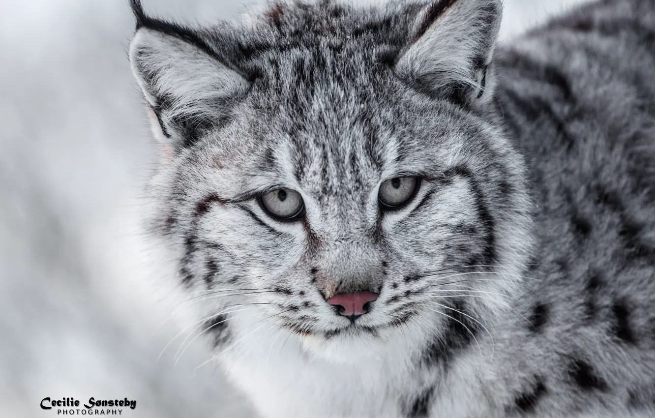 Photo wallpaper face, predator, lynx, wild cat