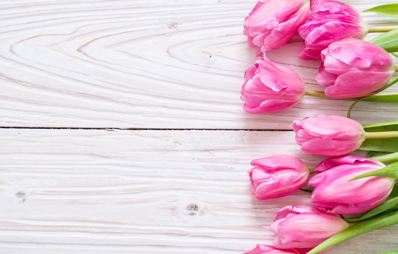 Photo wallpaper flowers, tulips, pink, fresh, wood, pink, flowers, tulips