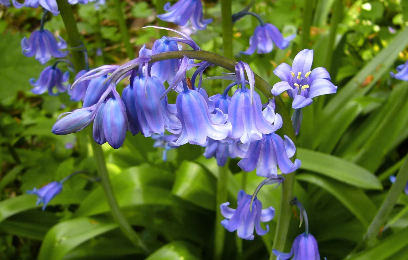 Photo wallpaper greens, summer, leaves, flowers, spring, garden, stem, bells