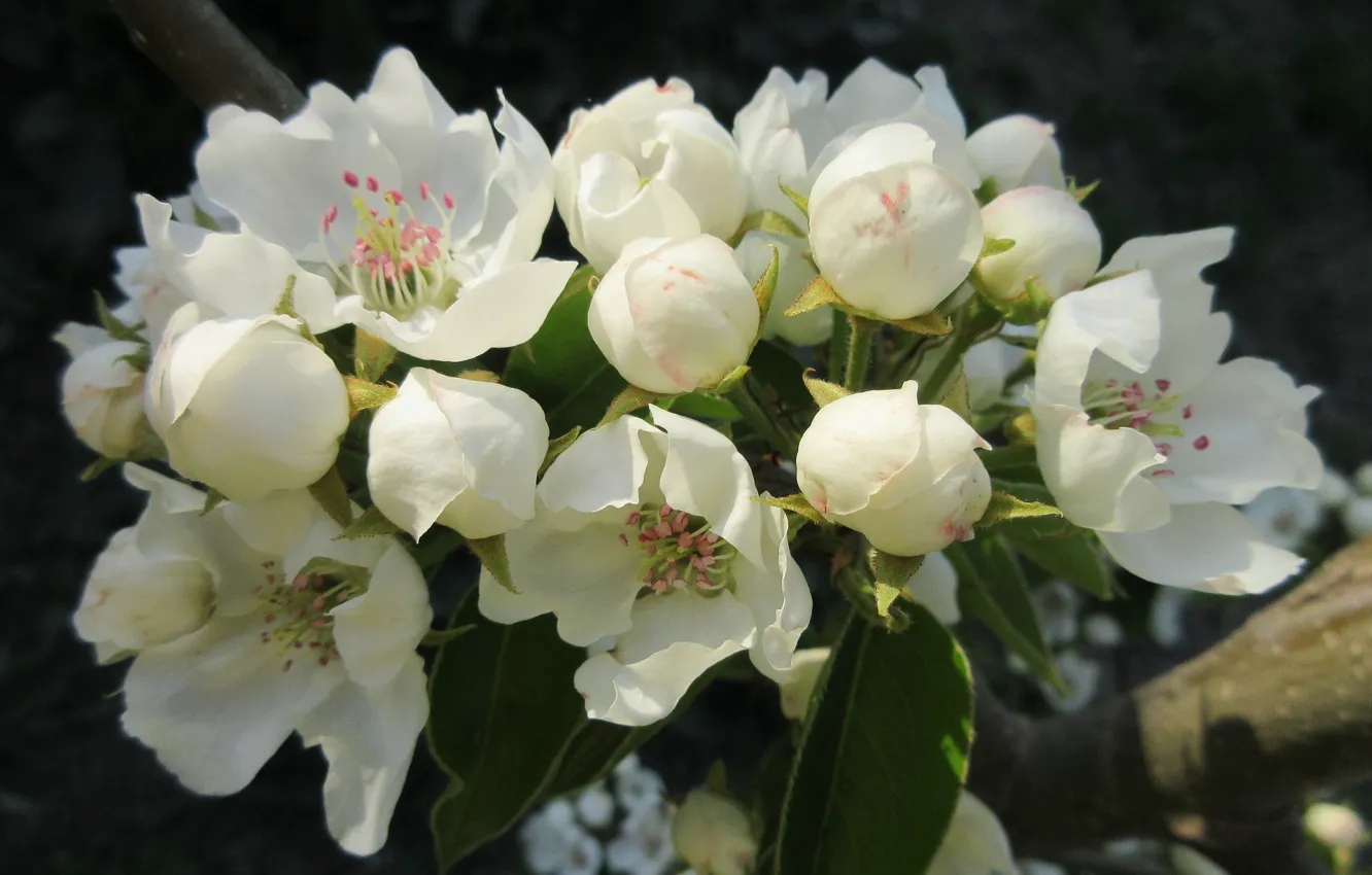 Photo wallpaper spring 2018, buds, inflorescence, Mamala ©, pear