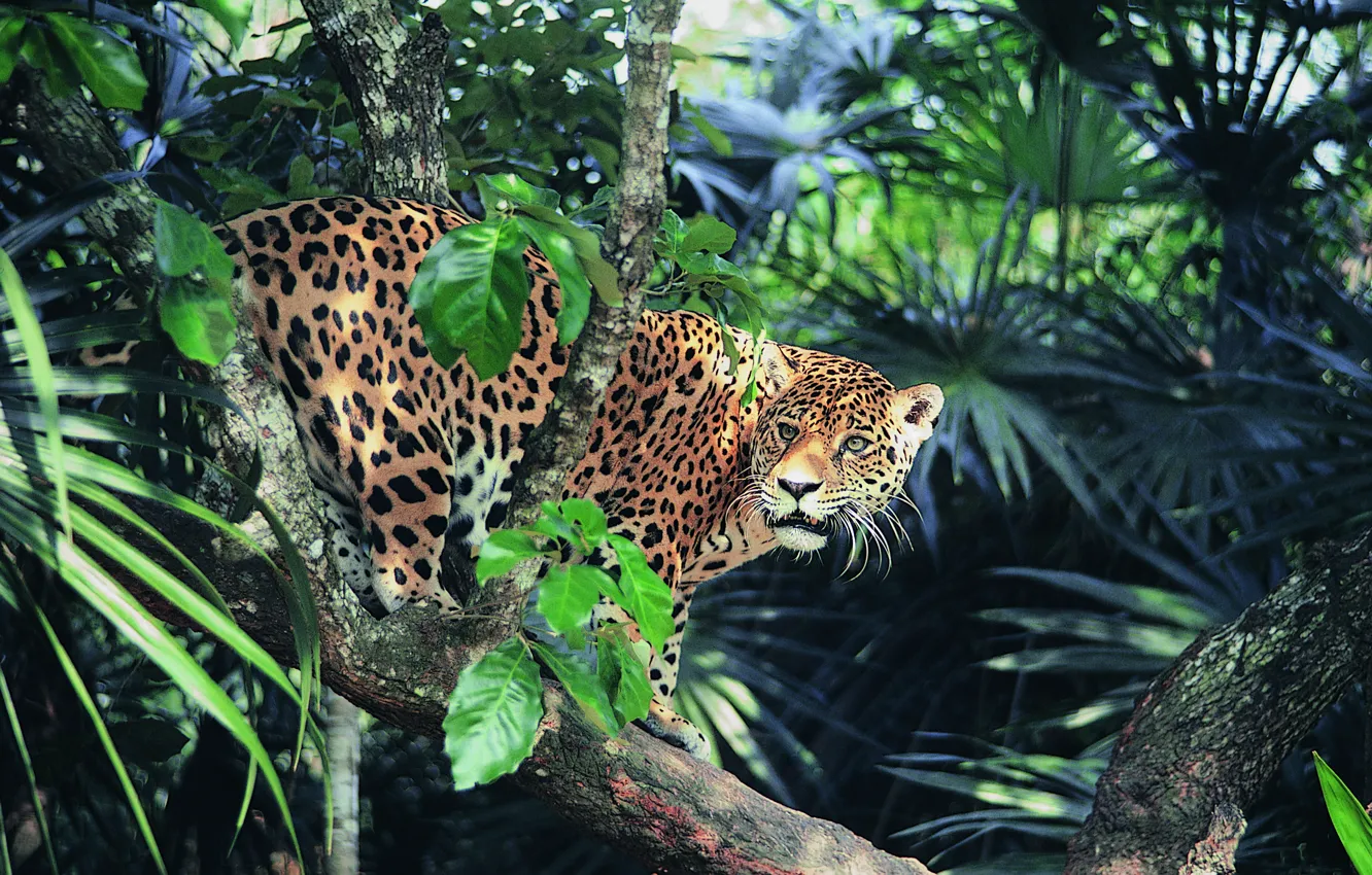 Photo wallpaper look, jungle, Jaguar, sunlight