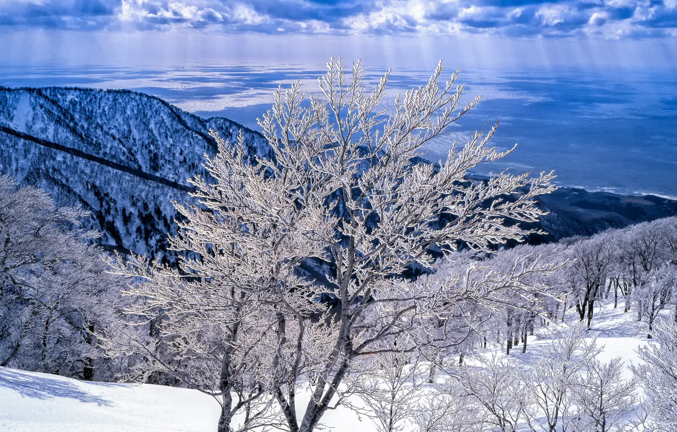 Photo wallpaper winter, frost, forest, clouds, light, snow, trees, mountains