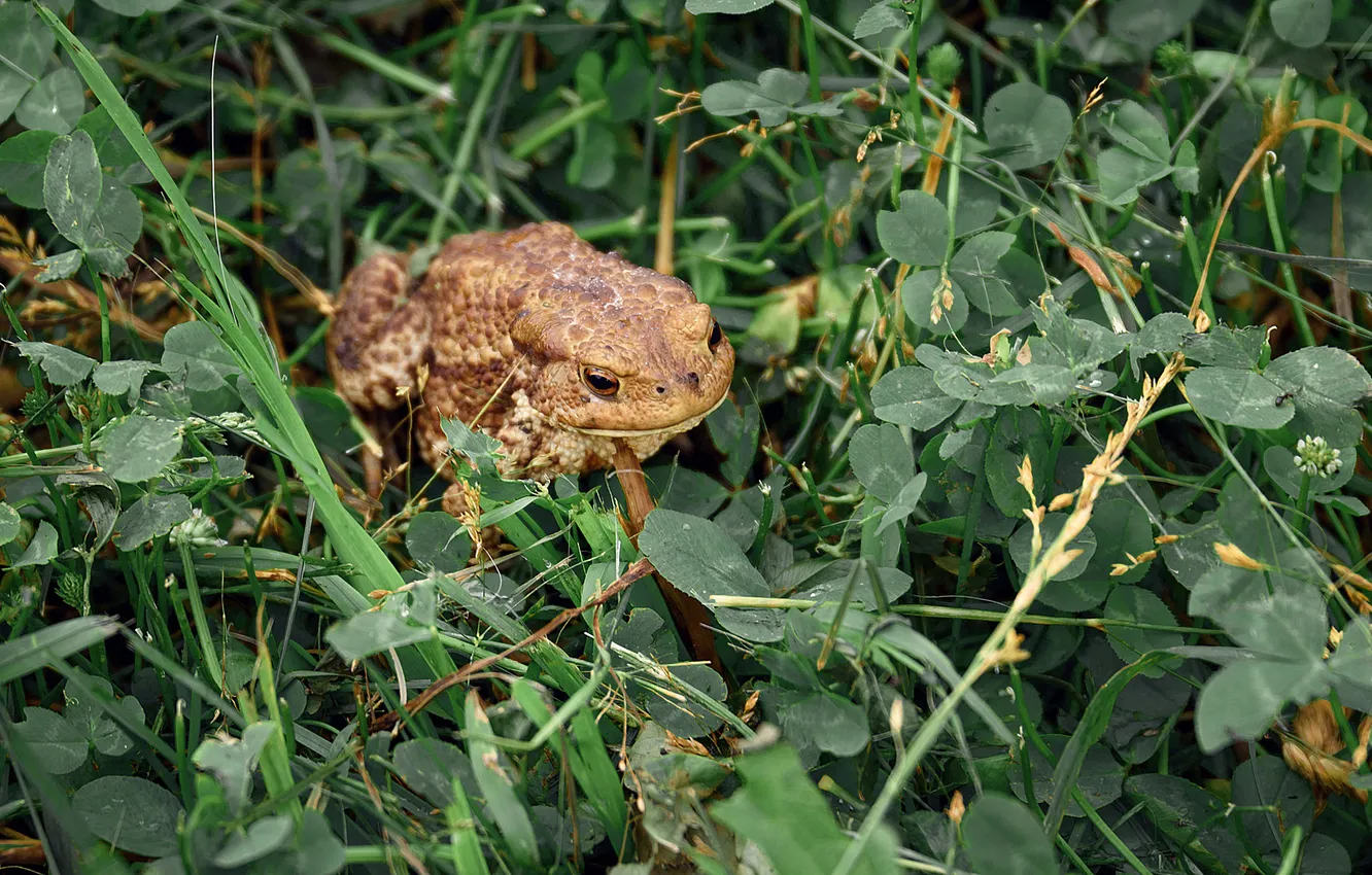 Photo wallpaper grass, frog, toad, Alexander Yushkevich