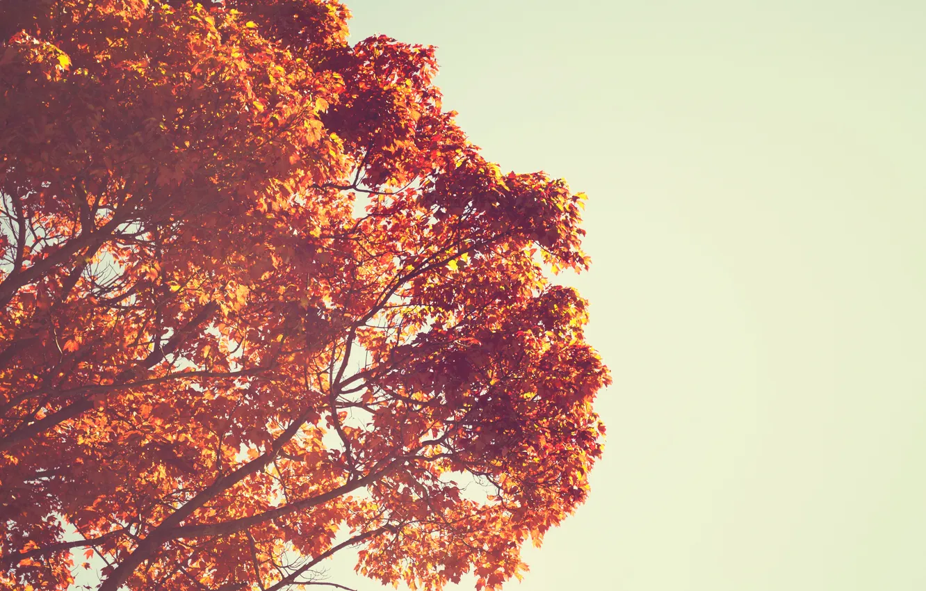 Photo wallpaper leaves, trees, orange