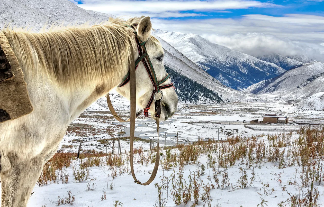 Photo wallpaper snow, landscape, mountains, horse