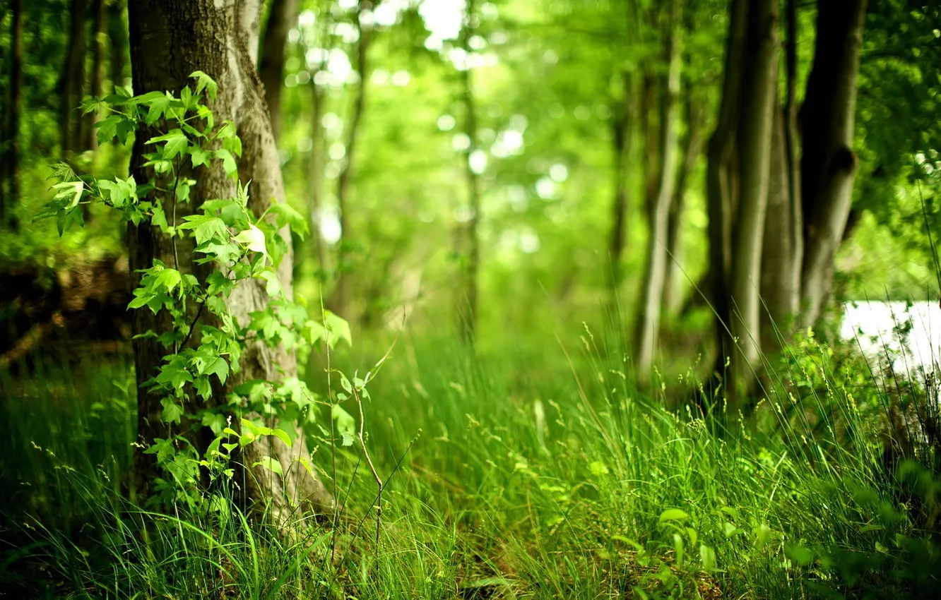 Photo wallpaper greens, forest, summer, grass, trees, blur, wedi