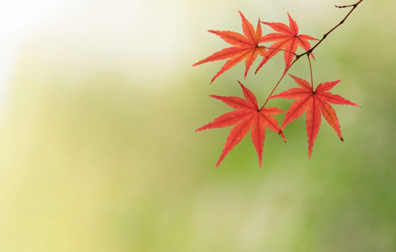 Photo wallpaper autumn, leaves, Wallpaper, maple