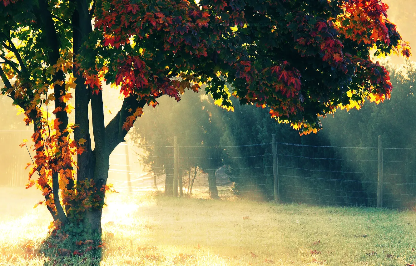 Photo wallpaper autumn, trees, nature, sunlight, fence