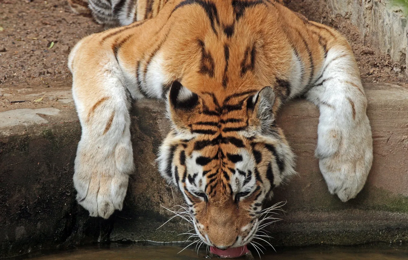 Photo wallpaper tiger, thirst, drink