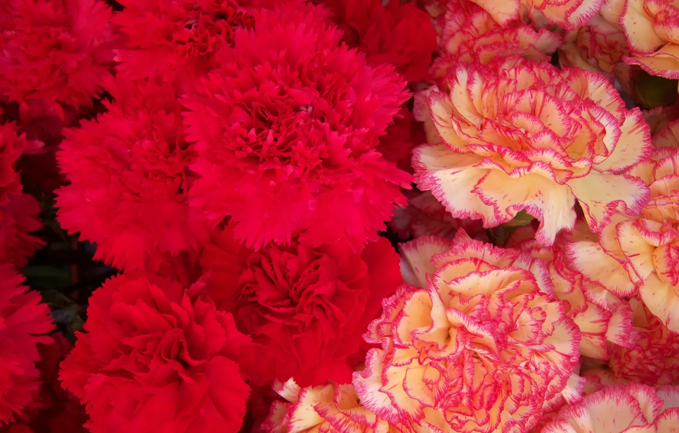 Photo wallpaper bouquet, red, clove, speckled, Meduzanol ©