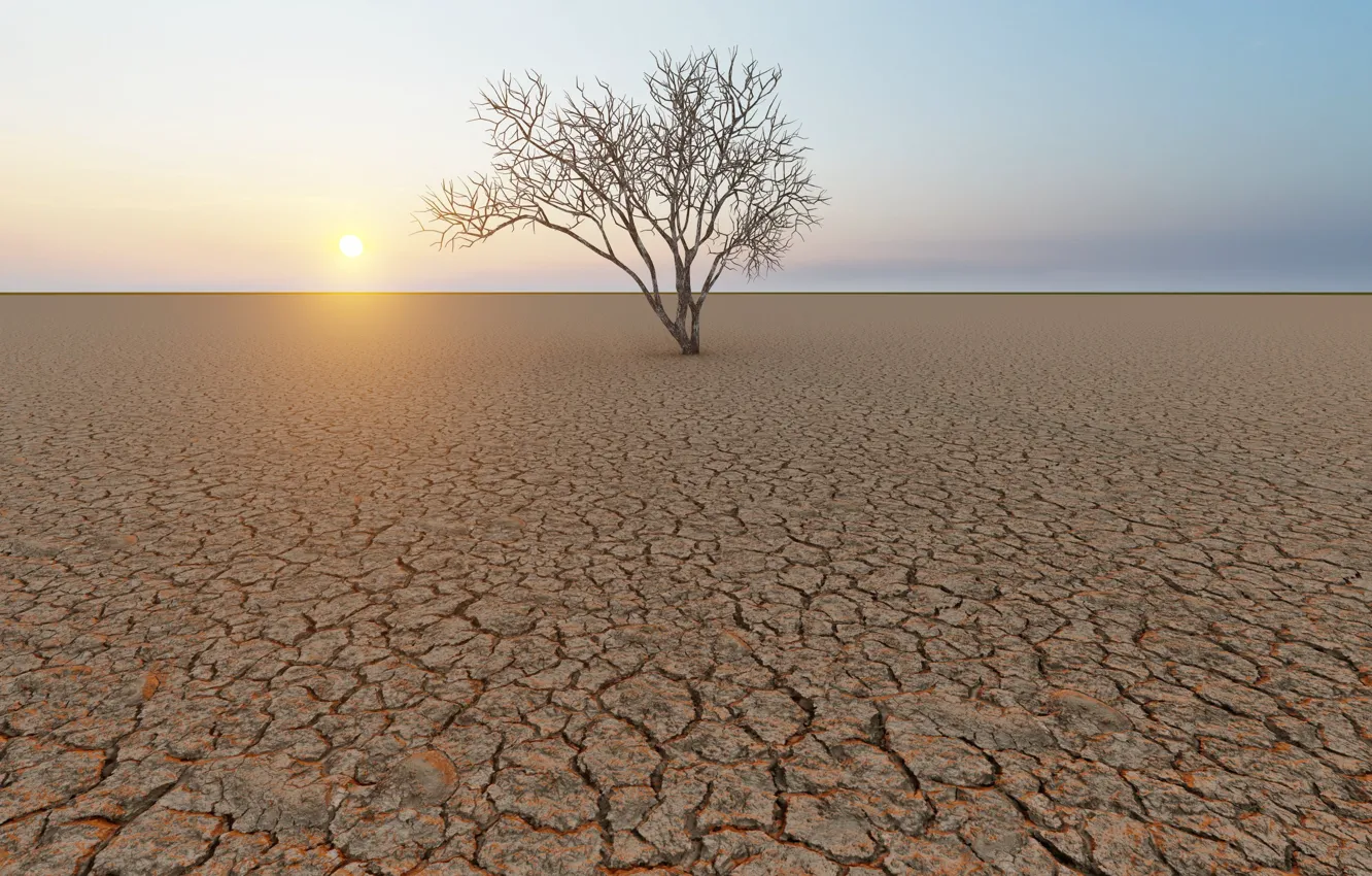 Photo wallpaper tree, sun, horizon, dry land, climate change