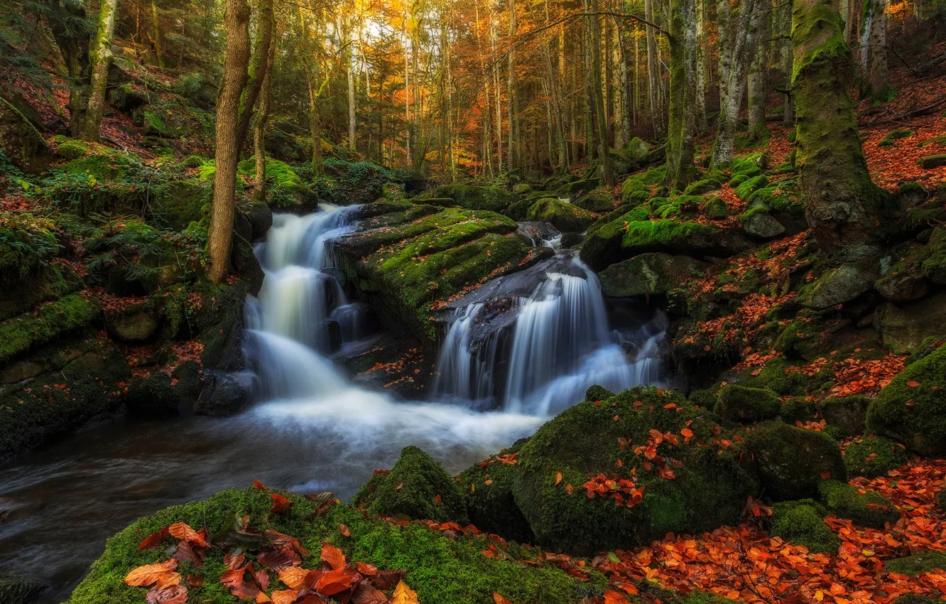 Photo wallpaper autumn, forest, water, trees, stream, stones, foliage, France
