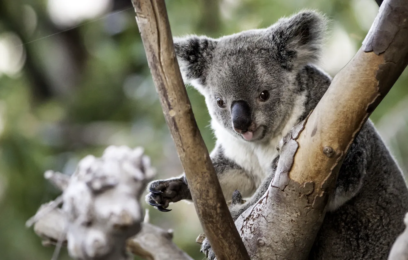 Photo wallpaper tree, cute, Koala