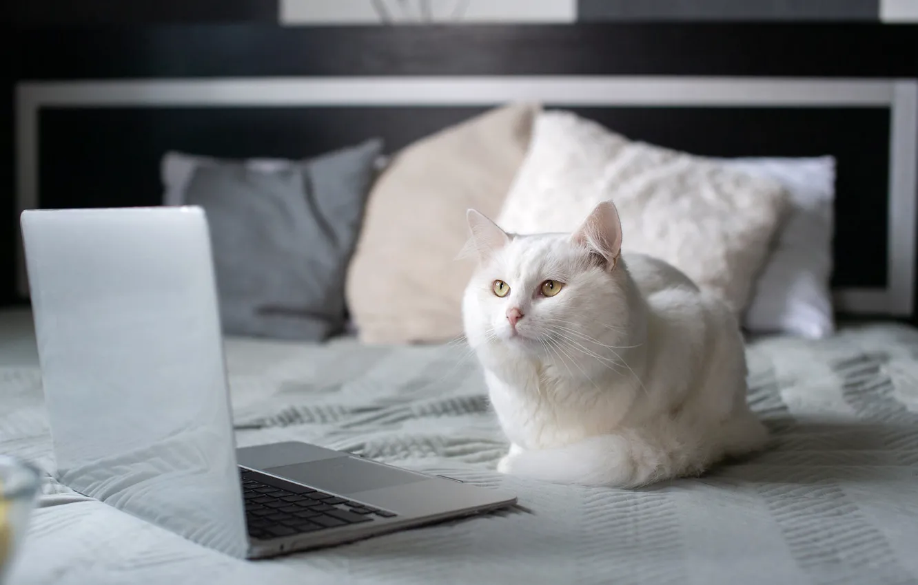 Photo wallpaper cat, white, cat, look, bed, pillow, bed, lies