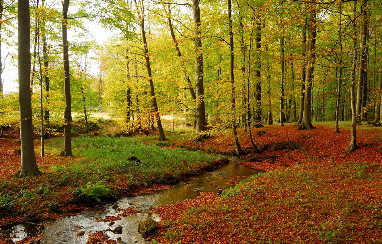 Photo wallpaper autumn, forest, grass, leaves, trees, stream, stones
