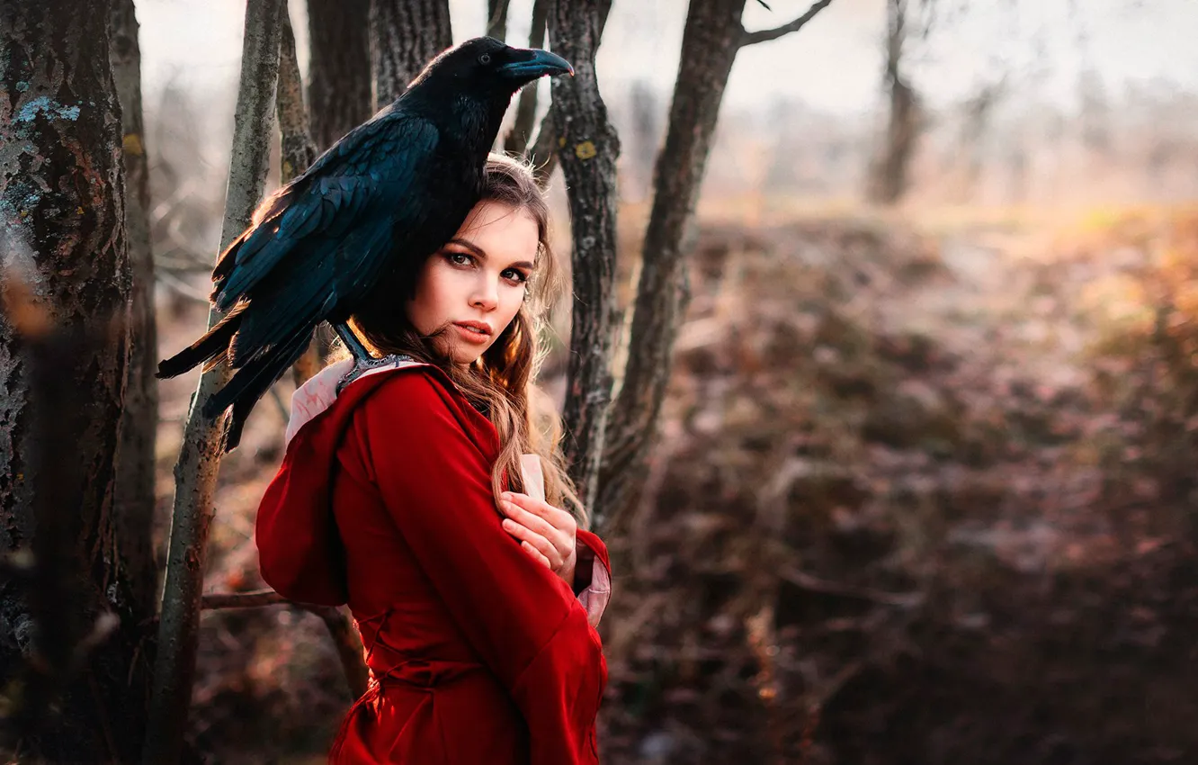 Photo wallpaper forest, look, Raven, in red, Lisa Swallow, Raven Richard