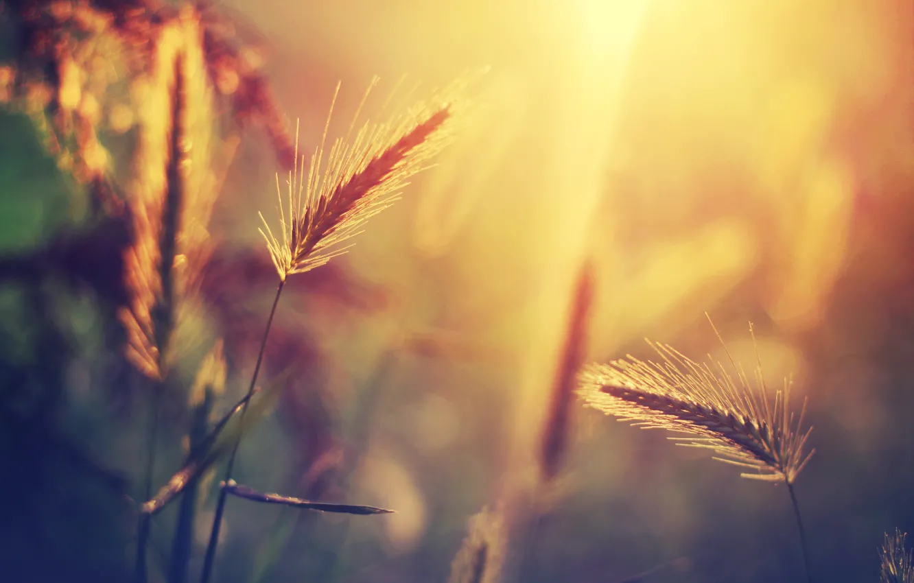 Photo wallpaper grass, the sun, macro, light, glare, plant, blur, spikelets