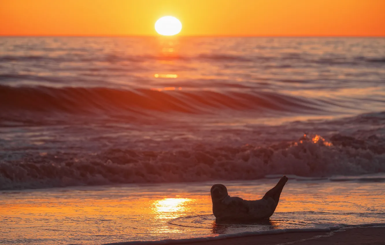 Photo wallpaper sea, wave, beach, the sky, the sun, sunset, shore, seal