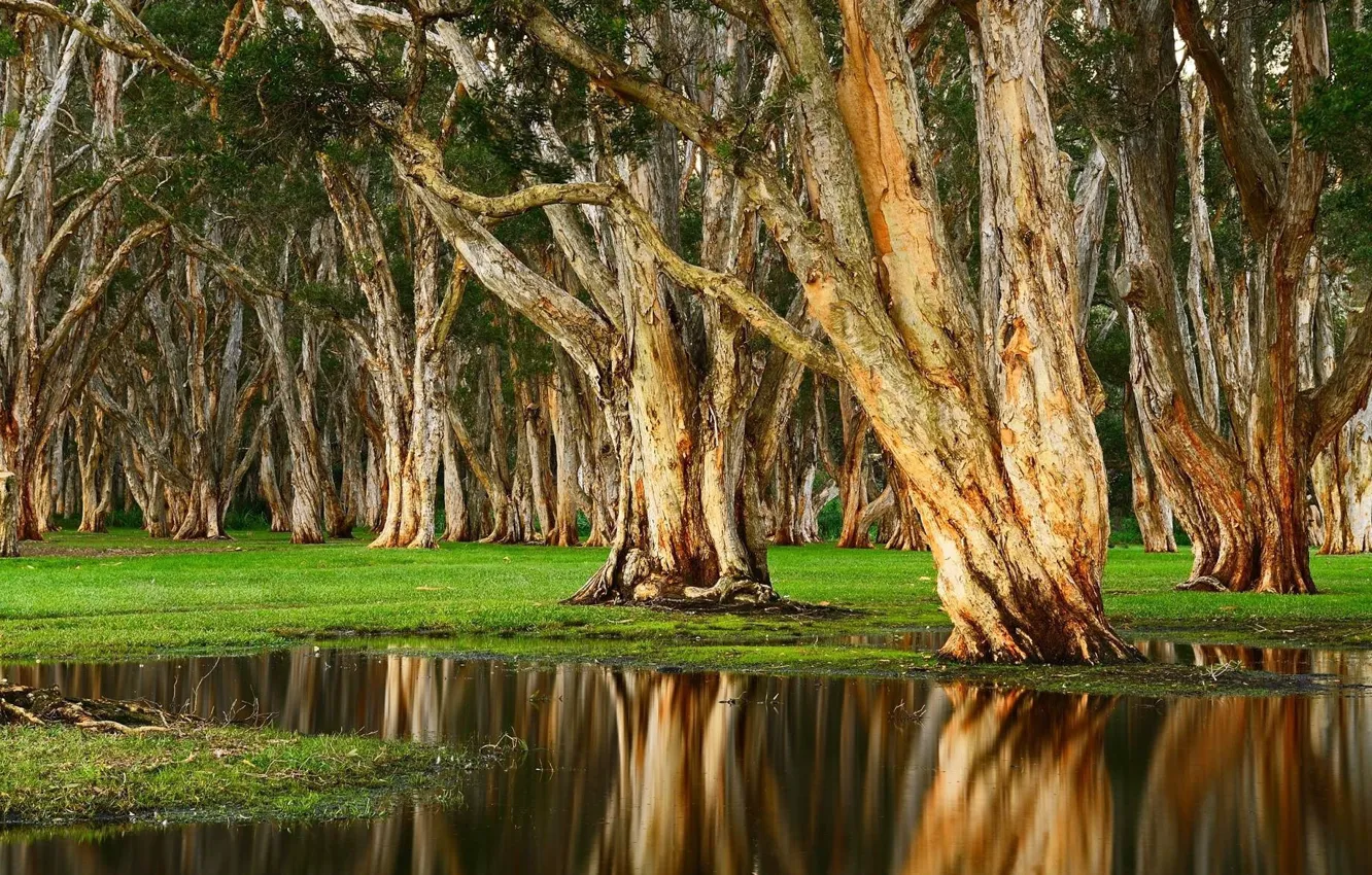 Photo wallpaper trees, landscape, nature, lake, trunk