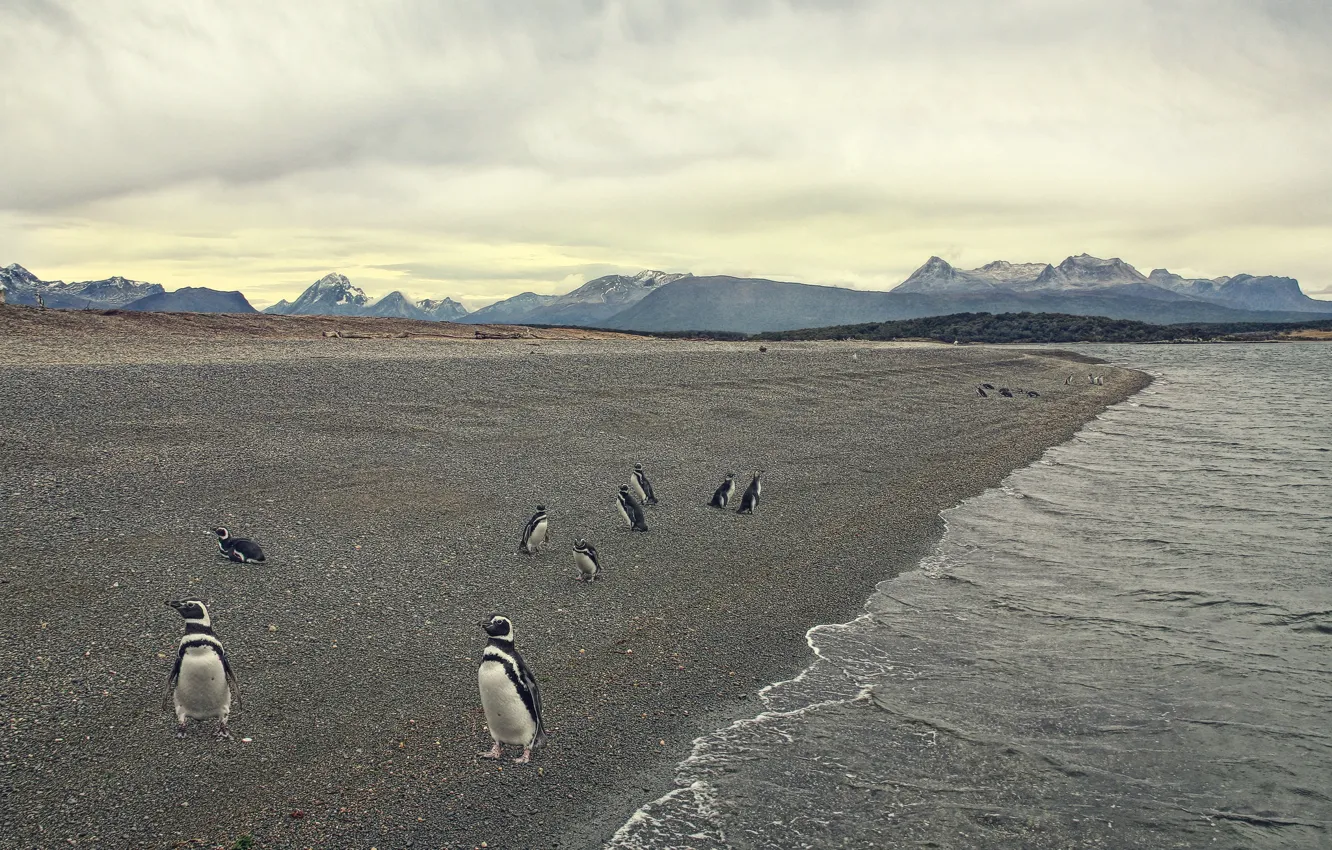 Photo wallpaper sea, shore, penguins