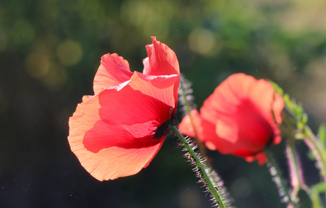 Photo wallpaper red, flower, poppy