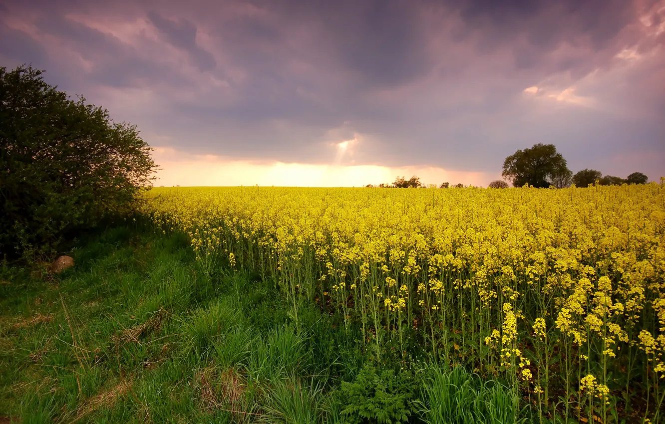 Photo wallpaper flowers, rape, rapeseed field