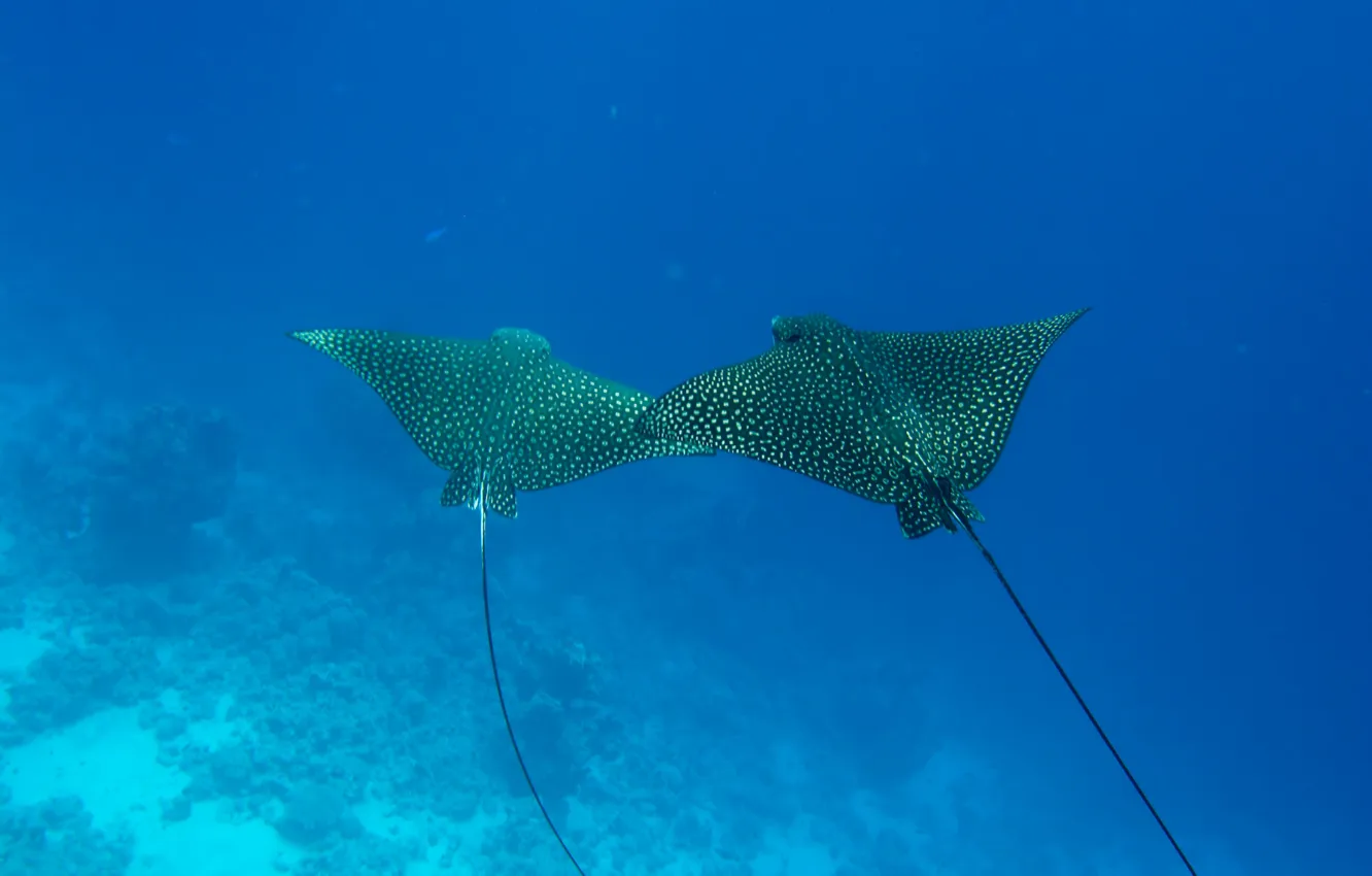 Photo wallpaper world, underwater, water, vacation, wildlife, wild, tropical