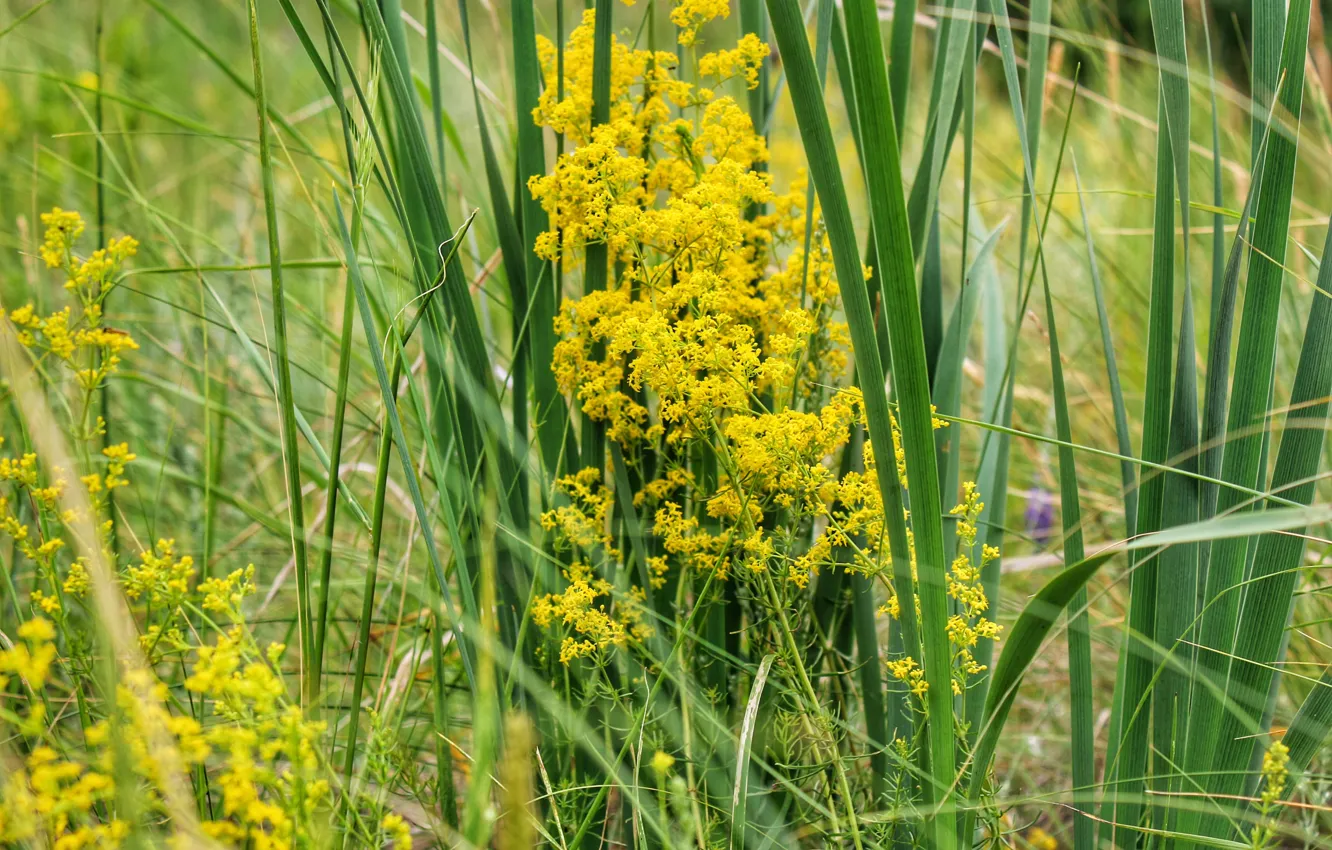 Photo wallpaper yellow, the steppe, Flowers