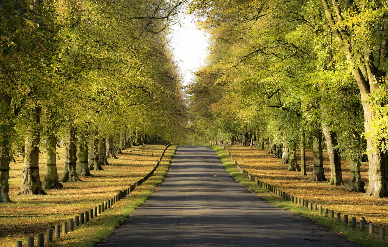 Photo wallpaper trees, landscape, street