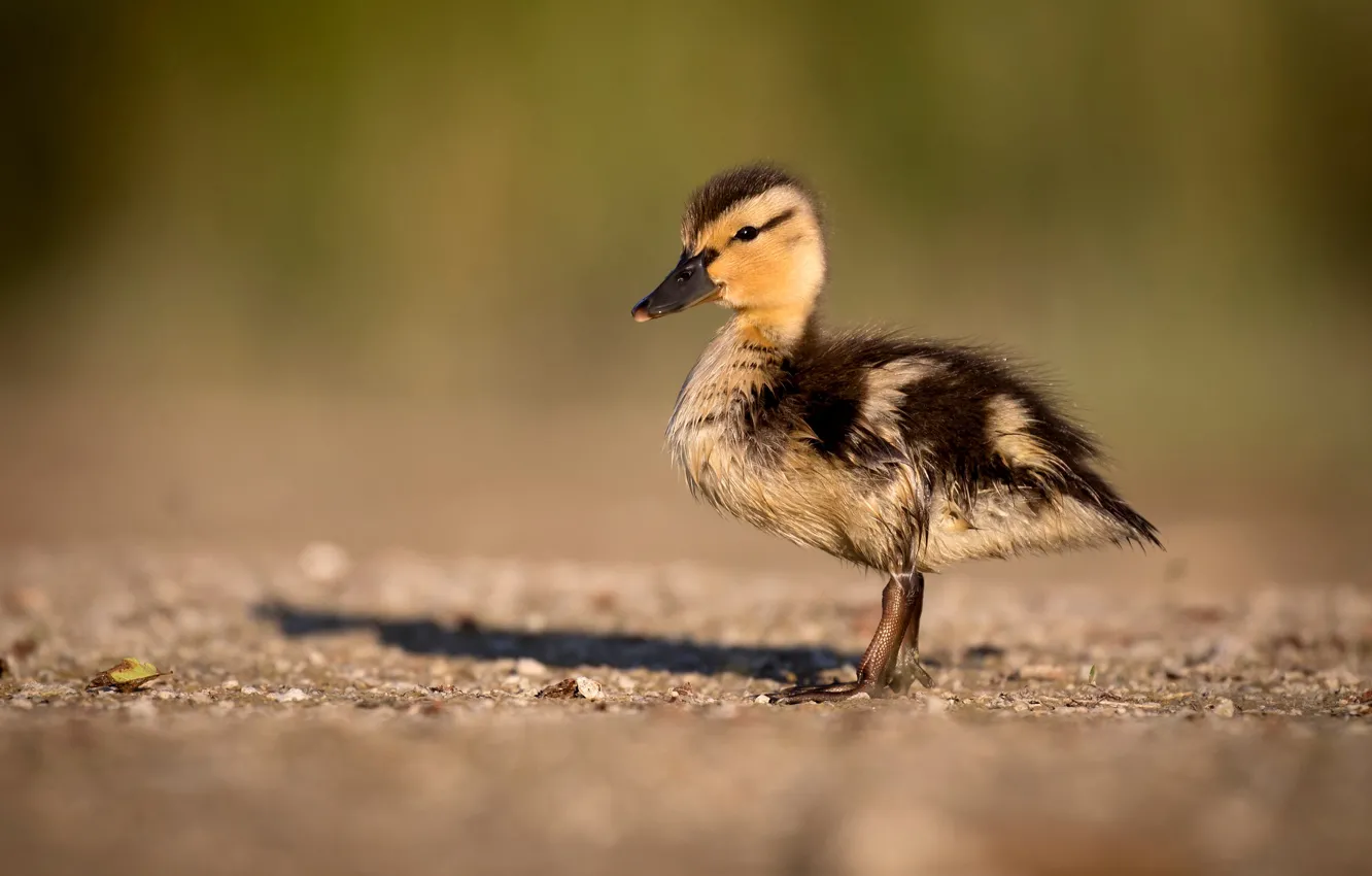 Photo wallpaper background, shadow, baby, duck, Chicks, motley