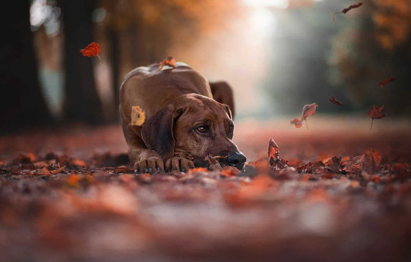 Photo wallpaper road, sadness, autumn, look, face, leaves, trees, nature