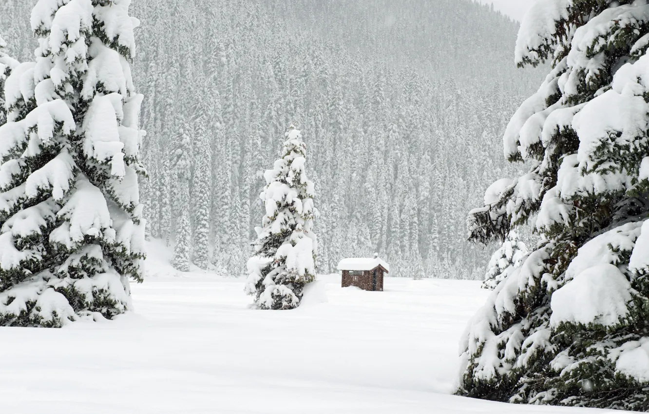 Photo wallpaper winter, forest, snow, mountains, branches, winter, tree, ate