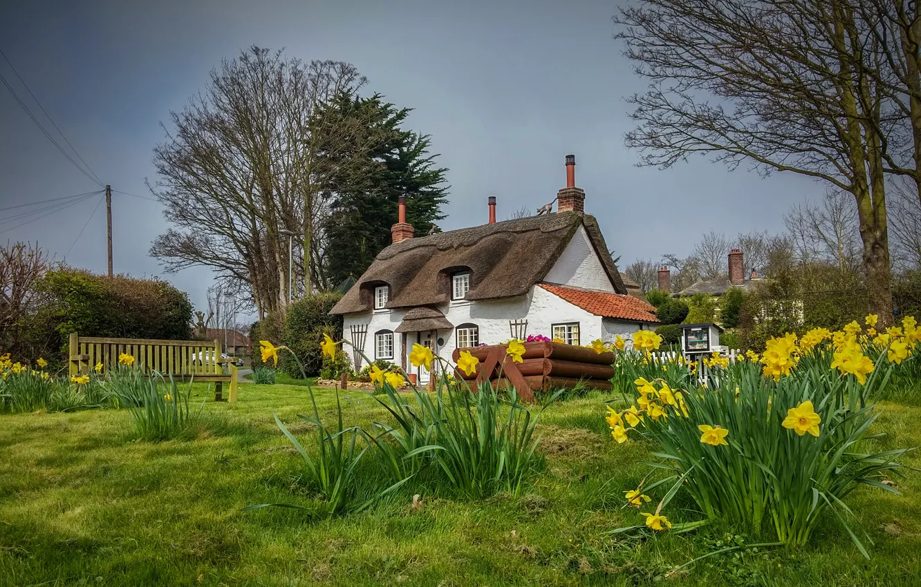 Photo wallpaper England, spring, house, daffodils, Appleby
