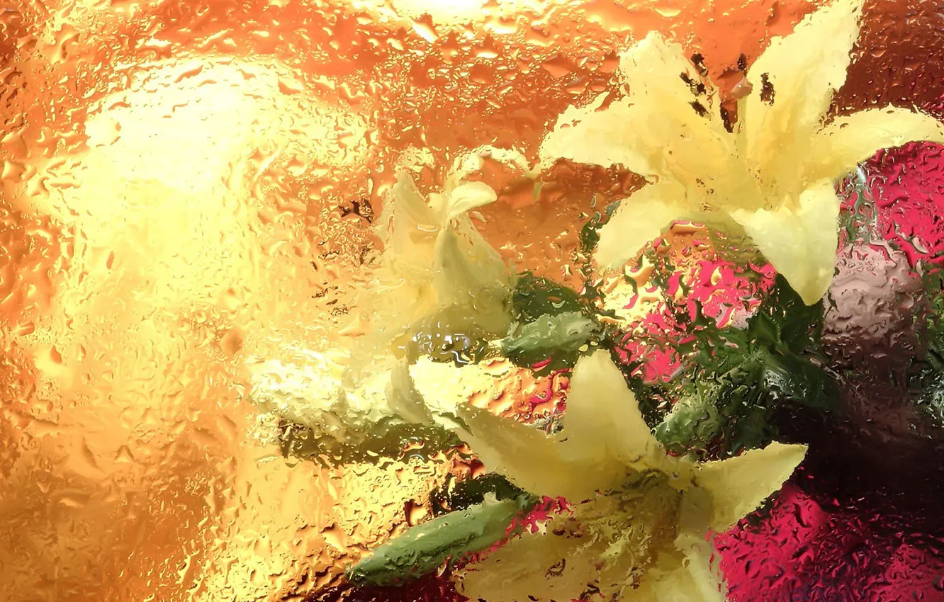 Photo wallpaper drops, flowers, bouquet