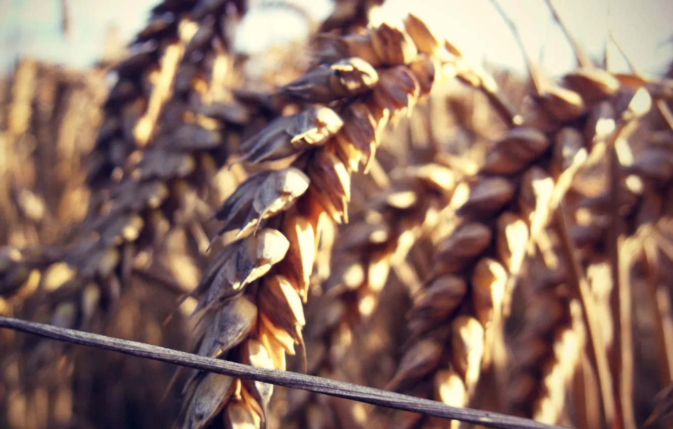 Photo wallpaper field, the sun, macro, nature, spikelets