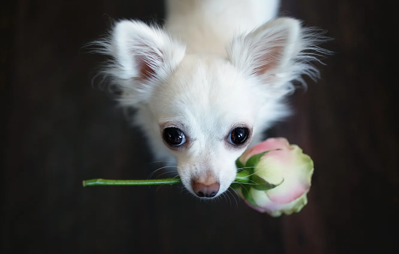 Photo wallpaper flower, look, each, dog