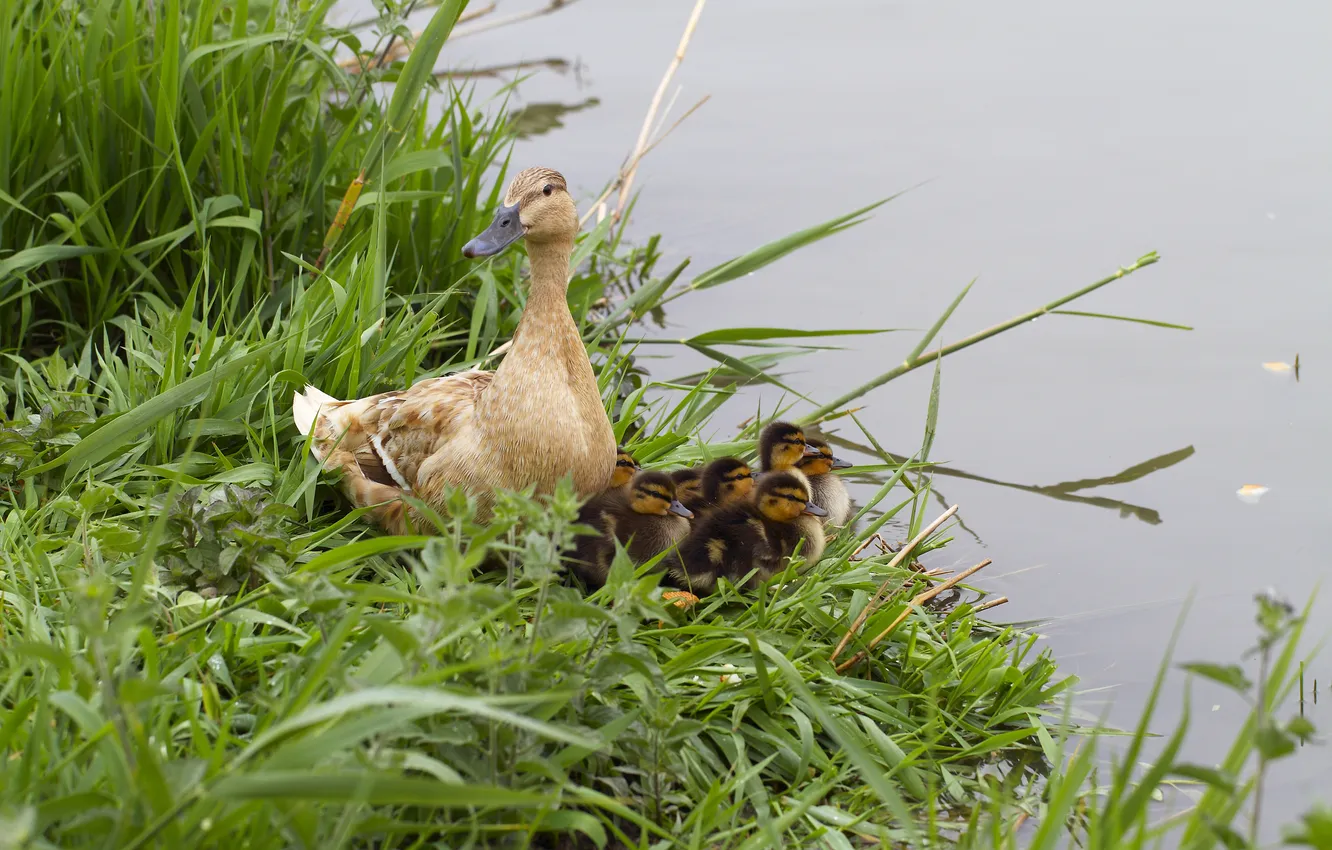 Photo wallpaper grass, ducklings, duck, pond, family