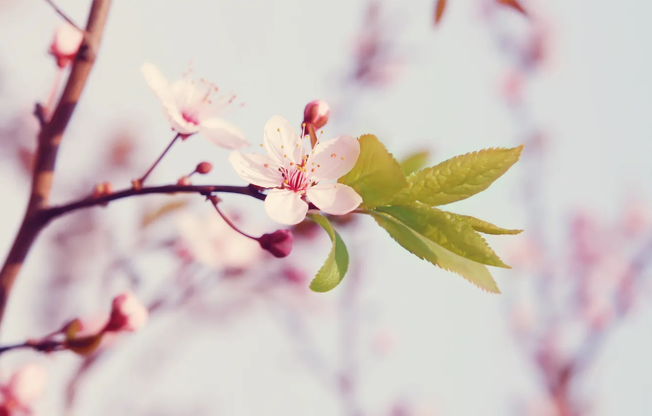 Photo wallpaper flower, macro, flowers, nature, cherry, spring, petals, Sakura