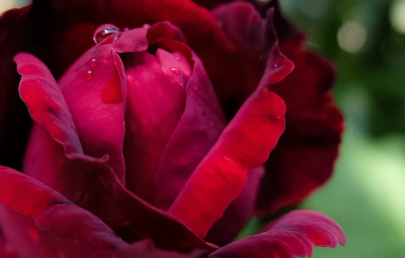 Photo wallpaper rose, blur, Burgundy