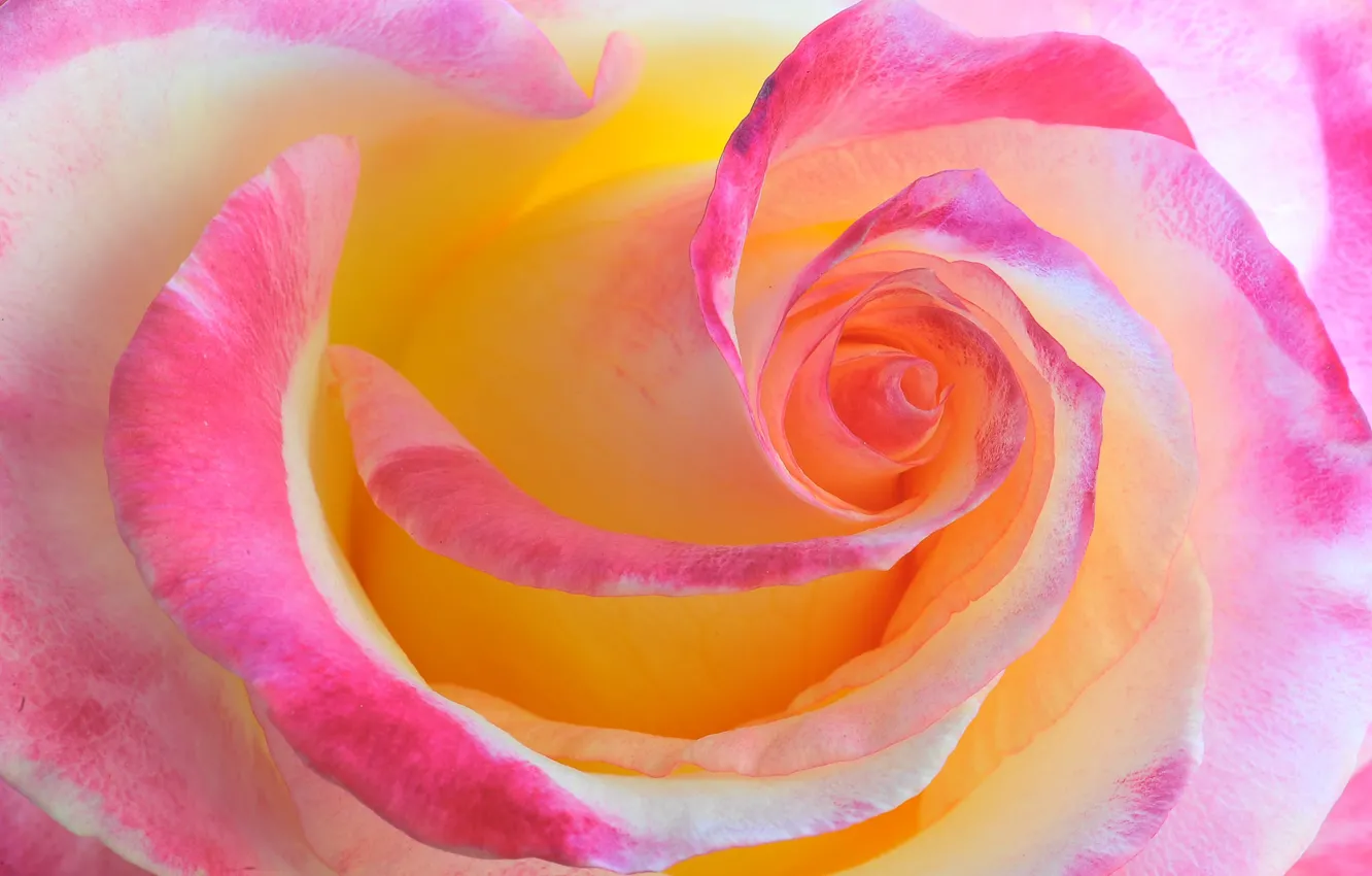 Photo wallpaper flower, macro, rose, color, beauty, the beauty