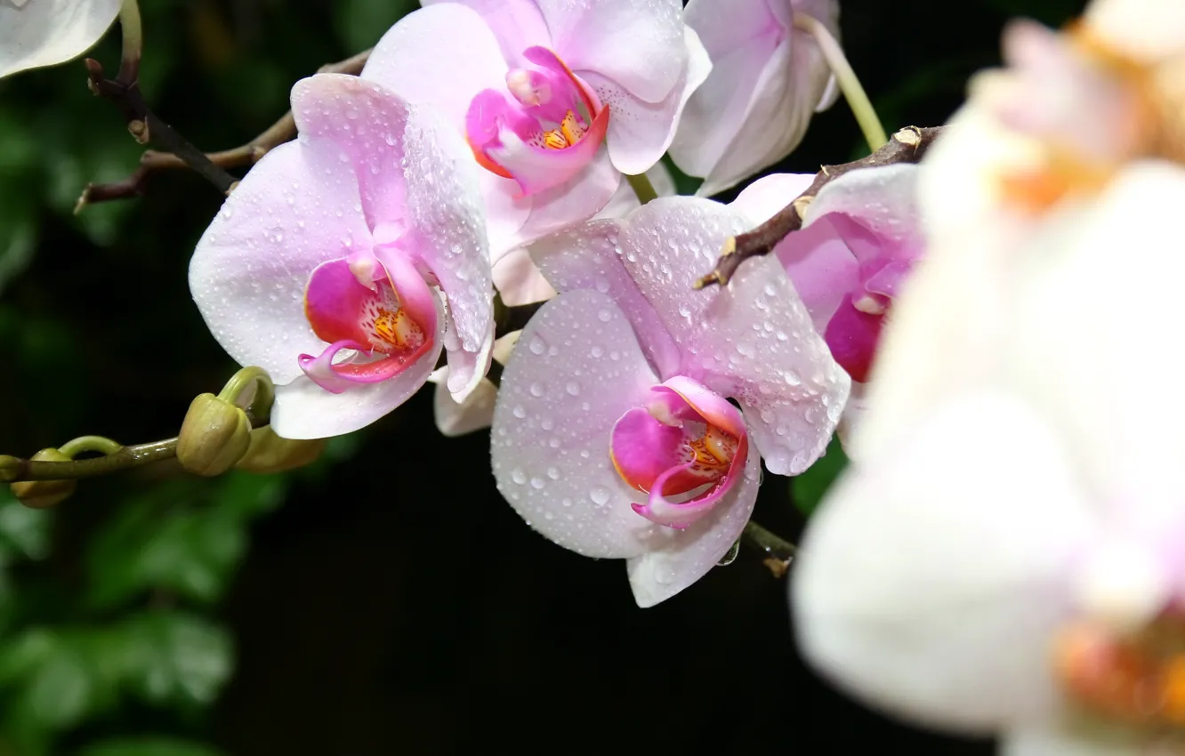 Photo wallpaper macro, flowers, Crimea, Orchid