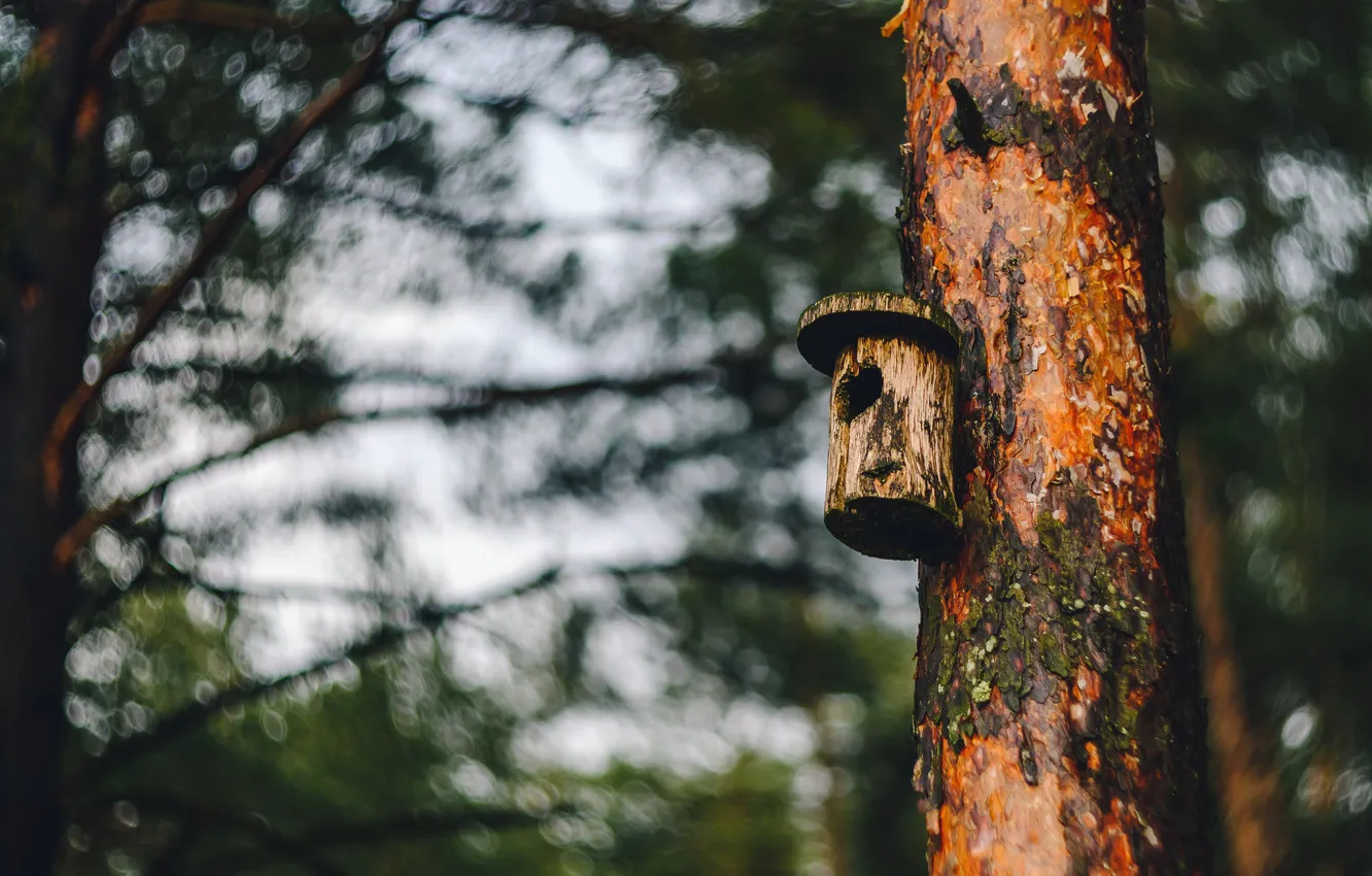 Photo wallpaper nature, tree, house, Birdhouse