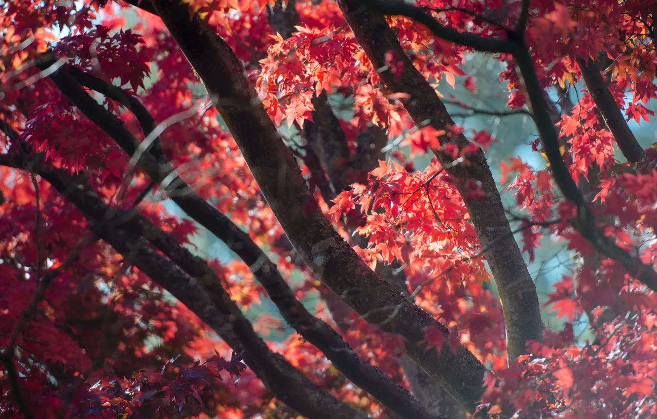 Photo wallpaper autumn, leaves, trees, branches, red, fog, foliage, blur