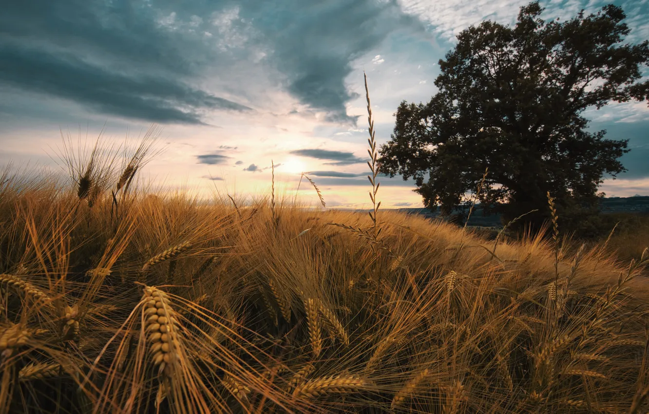 Photo wallpaper field, summer, the sky, the sun, clouds, trees, dawn, rye