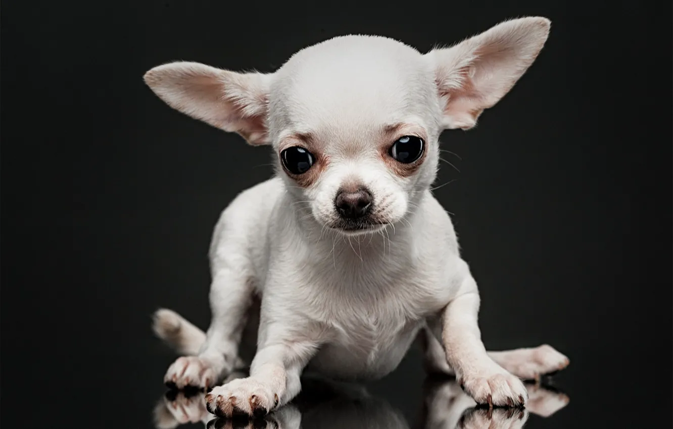 Photo wallpaper white, look, dog, muzzle, ears, doggie, the dark background, Chihuahua