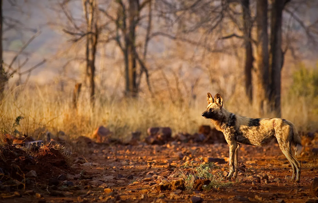 Photo wallpaper forest, light, nature, stones, glade, hyena