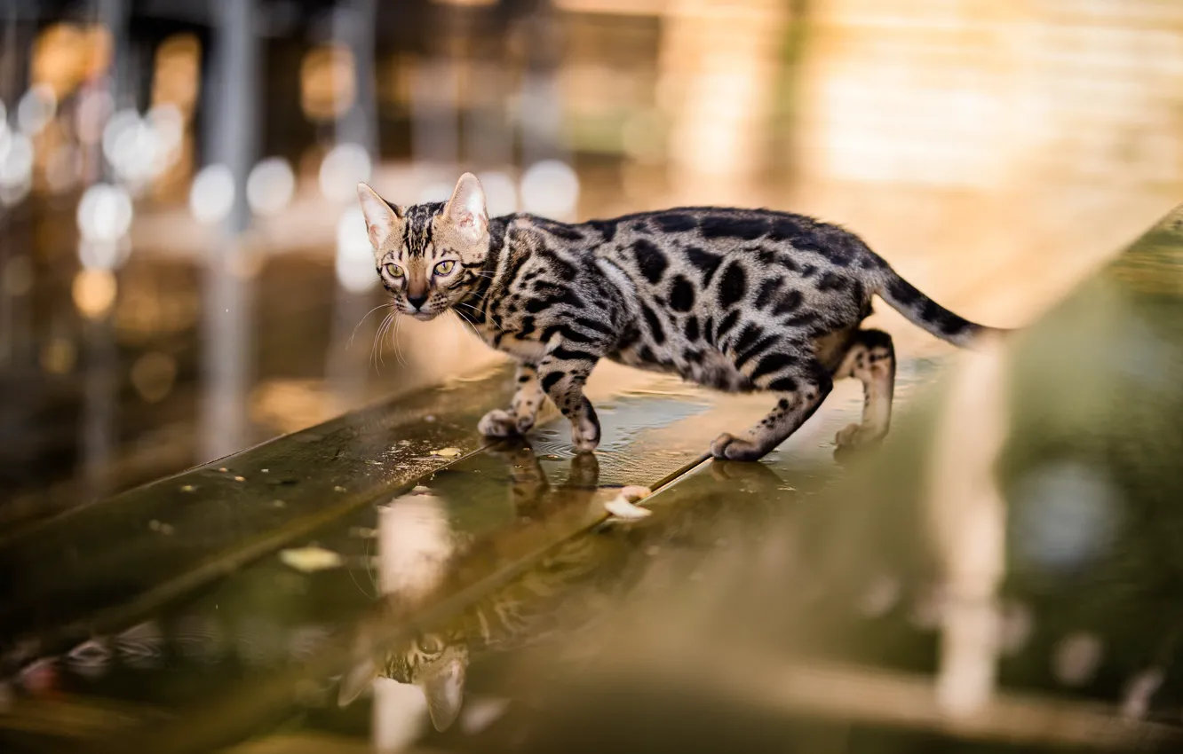 Photo wallpaper kitty, walk, road, the city, bokeh, face, pose, look