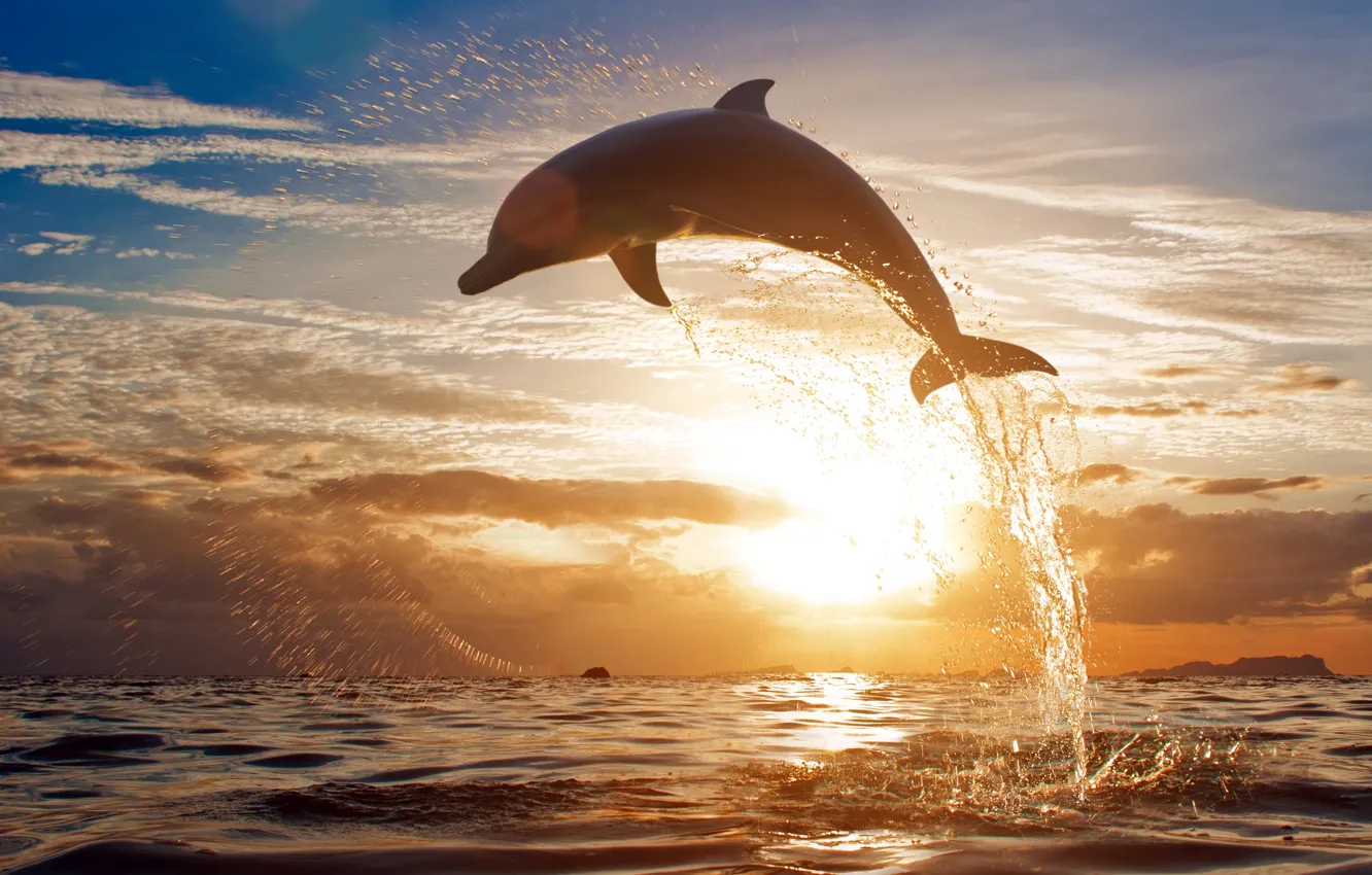 Photo wallpaper sea, the sky, clouds, sunset, squirt, dolphins